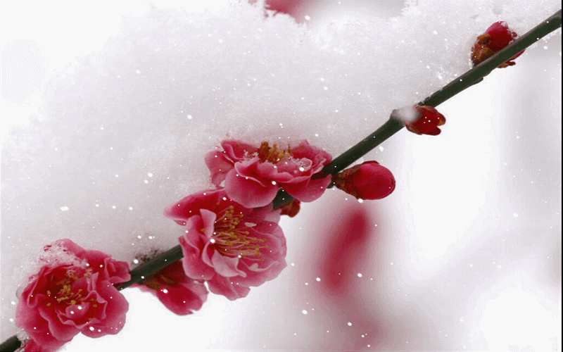 染墨梅花几笔新,流连画卷似香